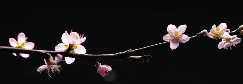 Cherry Blossom Banner